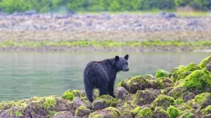 Bear Watching by Boat